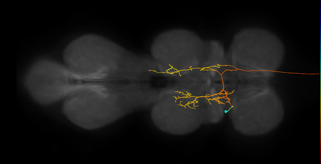 AN06A092_L (MaleCNS:204318)