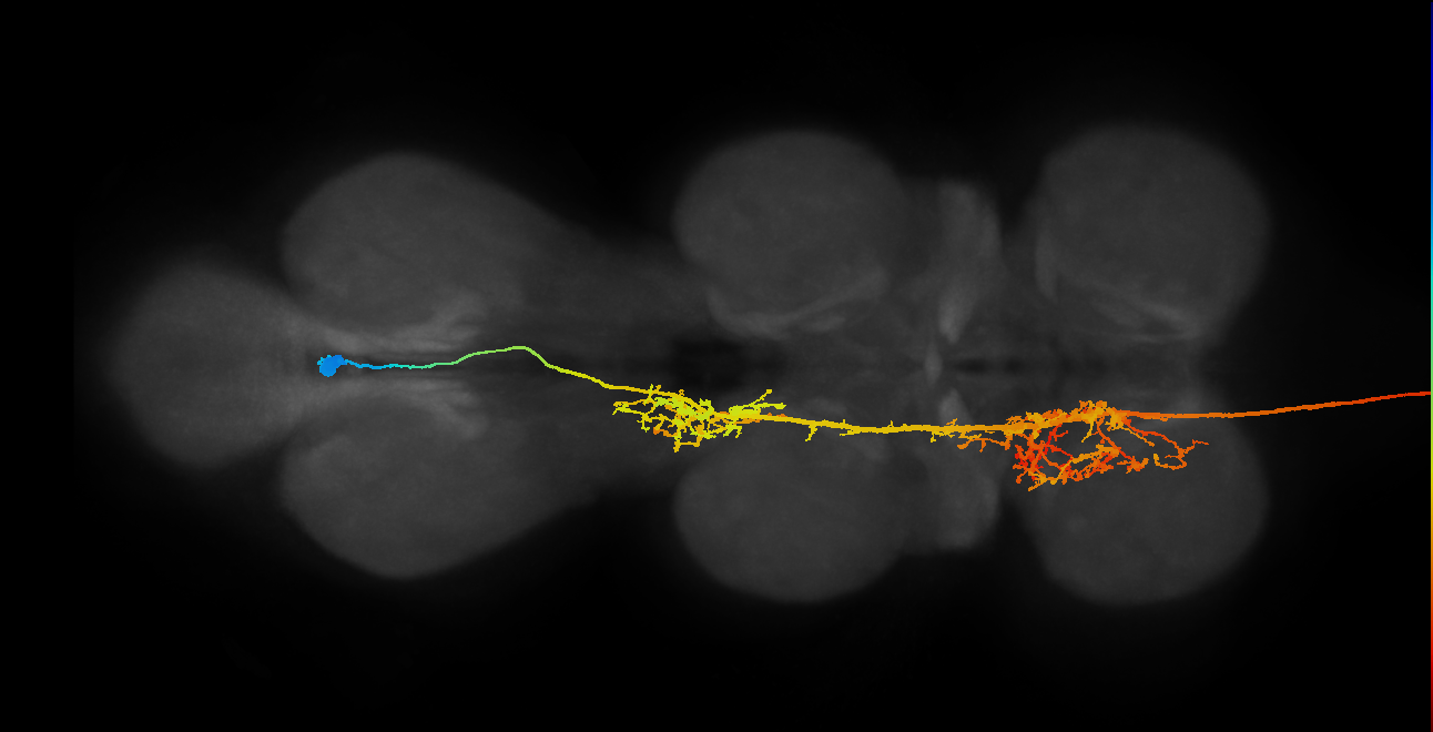 adult AN06B025 neuron