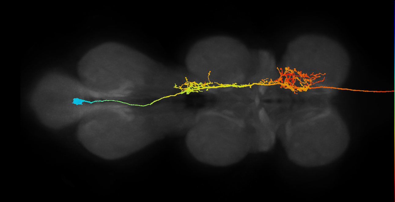 adult AN06B025 neuron