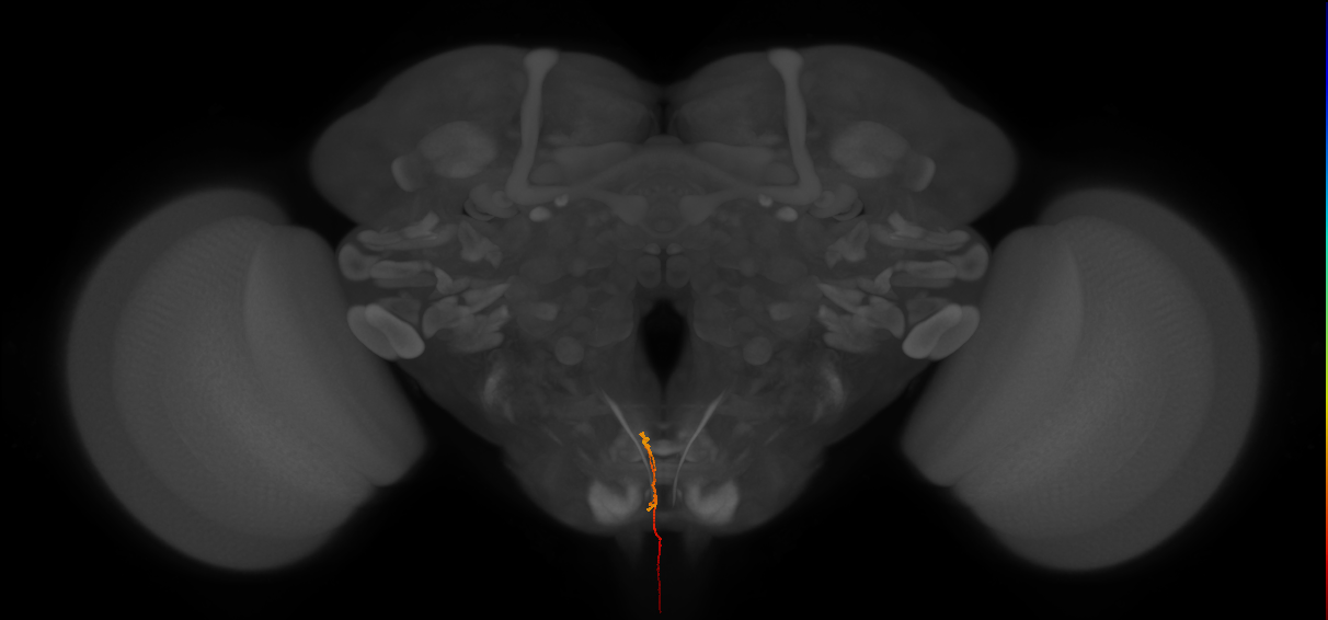 AN06B039_R (MaleCNS:99327)