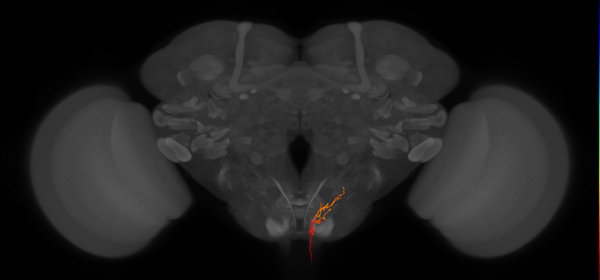AN06B068_L (MaleCNS:85781)