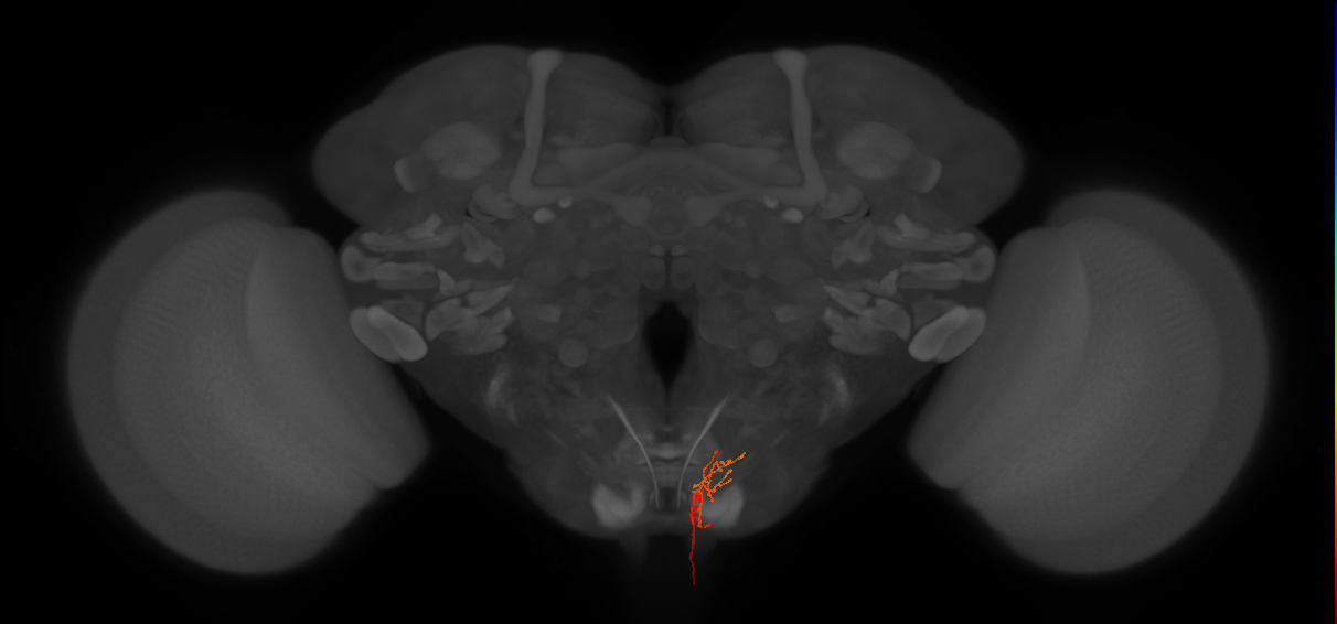 AN06B068_L (MaleCNS:87028)