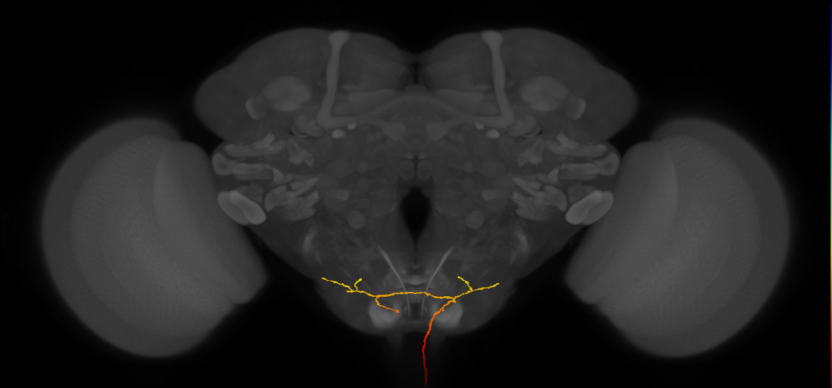 NB3-2 lineage primary neuron