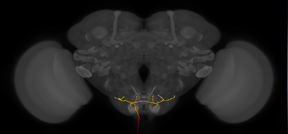 NB3-2 lineage primary neuron