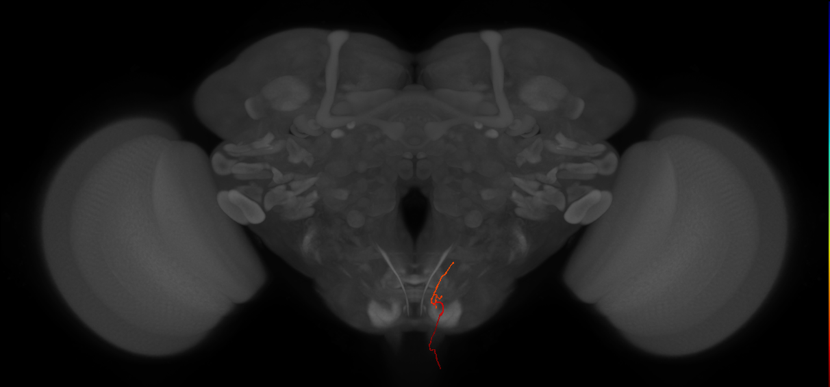 AN07B060_L (MaleCNS:228354)