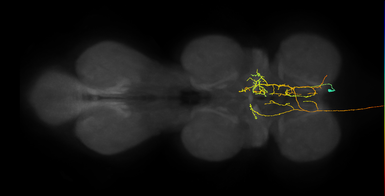 AN07B062_R (MaleCNS:129436)