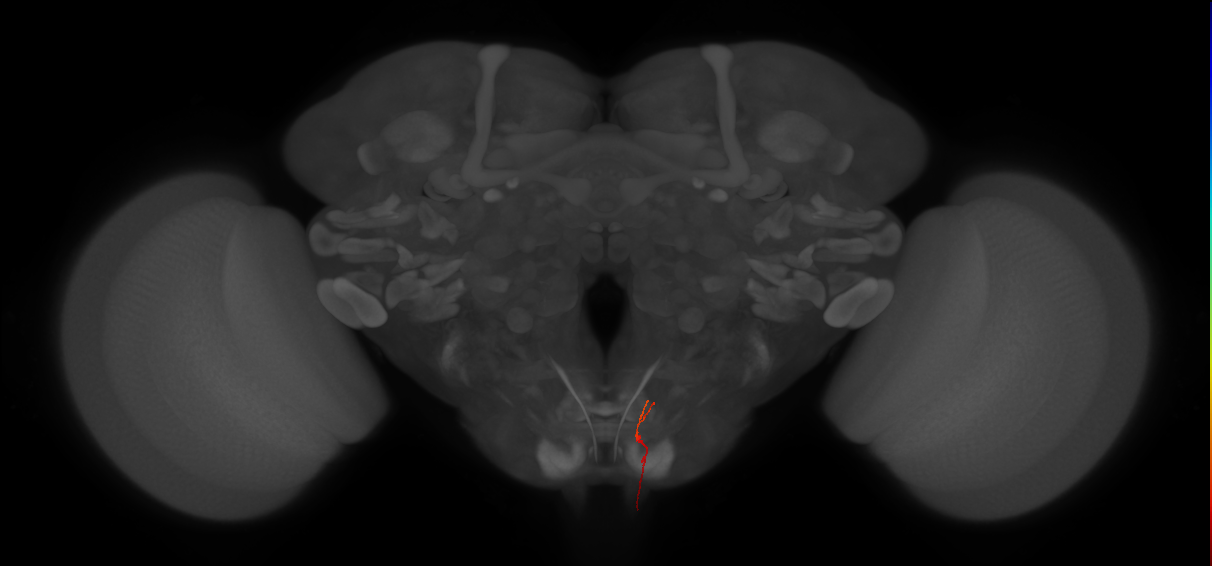AN07B063_L (MaleCNS:165790)