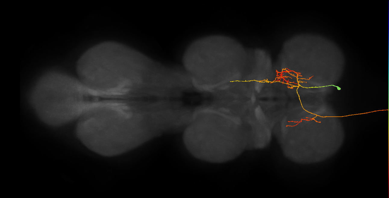 AN07B069_b_R (MaleCNS:353164)