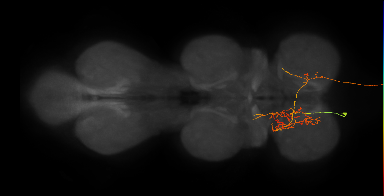 AN07B071_c_L (MaleCNS:109776)