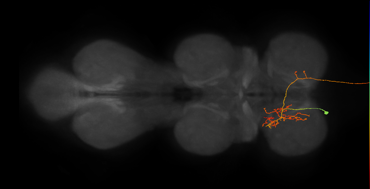 AN07B071_c_L (MaleCNS:137843)