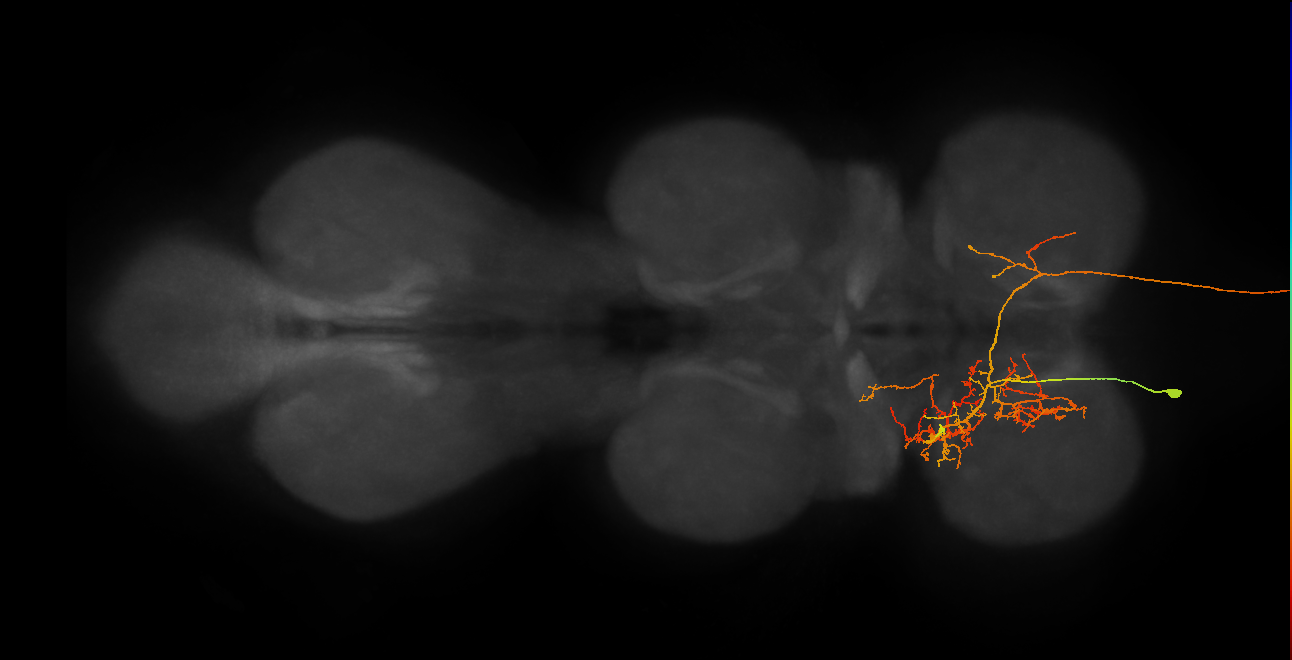 AN07B071_d_L (MaleCNS:131604)