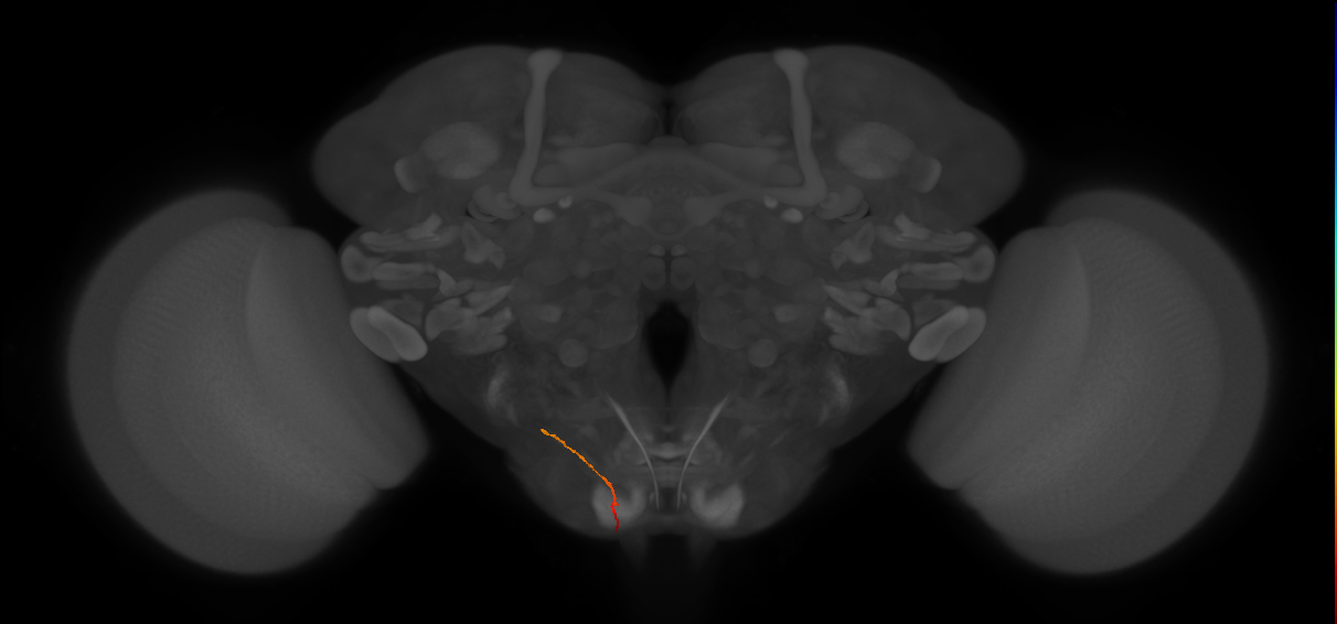 AN07B072_d_R (MaleCNS:131384)