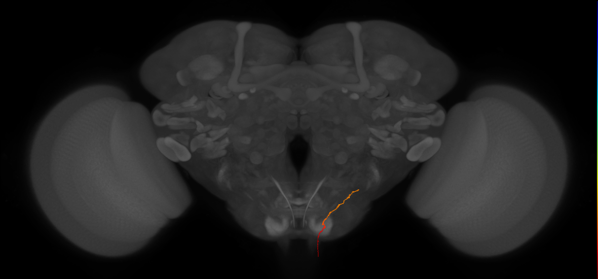 AN07B072_d_L (MaleCNS:121748)
