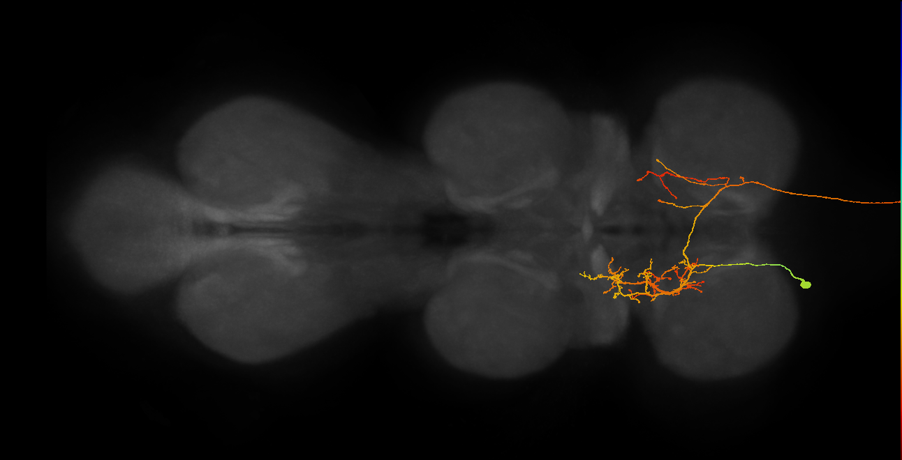 AN07B082_b_L (MaleCNS:105057)