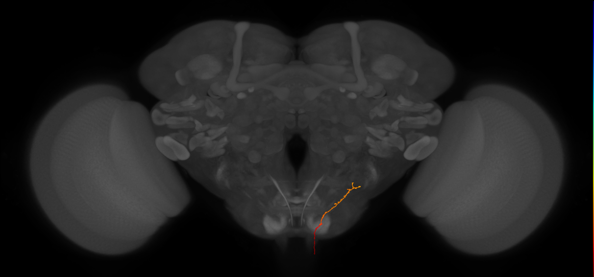 AN07B085_L (MaleCNS:125469)