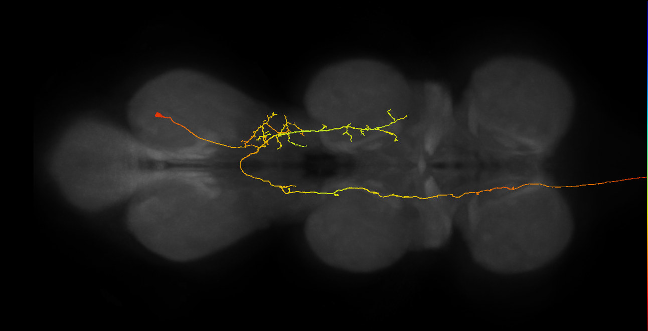 AN07B089_R (MaleCNS:814109)