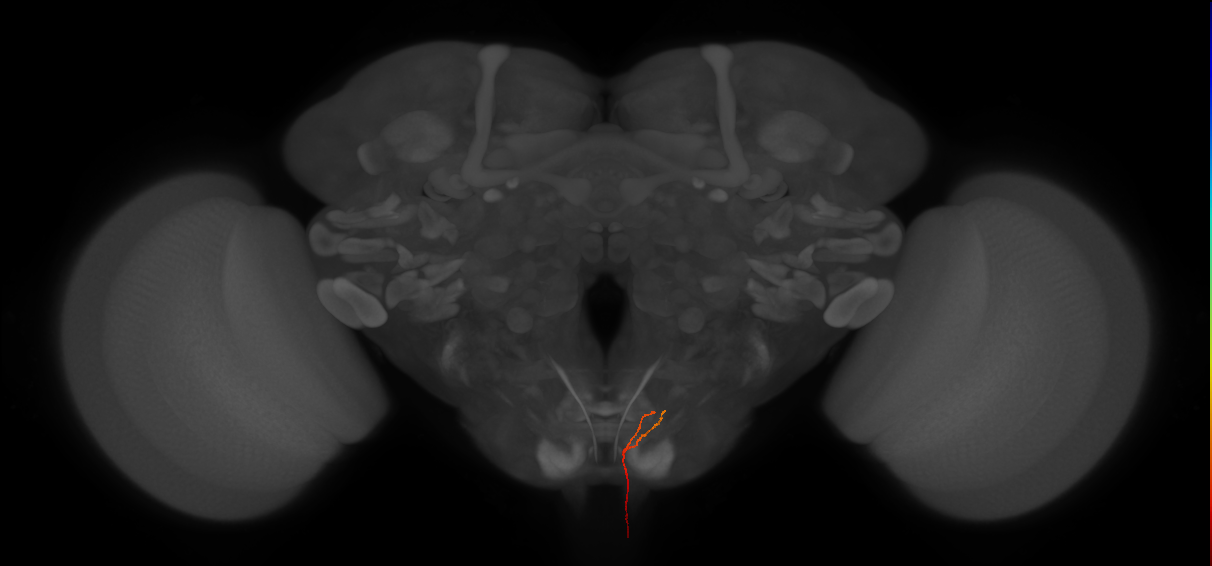 AN07B089_L (MaleCNS:145101)