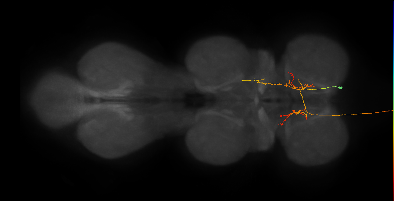 AN07B091_R (MaleCNS:431600445)