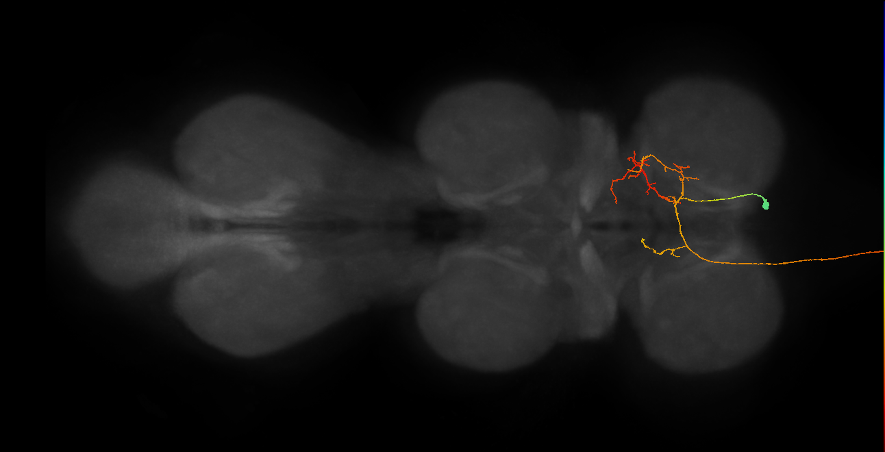 AN07B101_a_R (MaleCNS:810313)