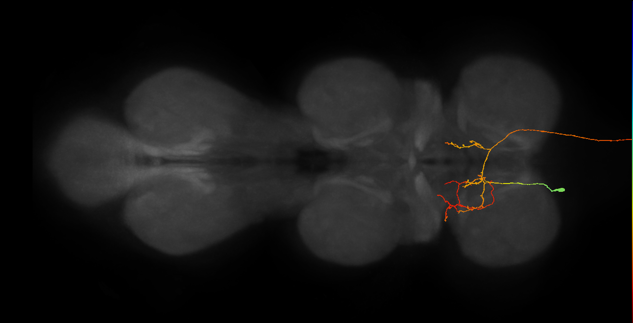 AN07B101_a_L (MaleCNS:71722)