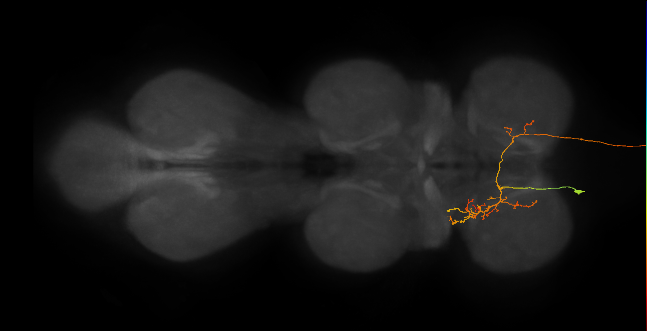 AN07B110_L (MaleCNS:158477)