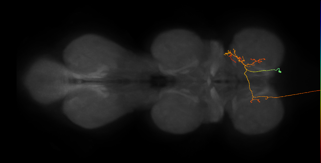 AN07B110_R (MaleCNS:212347)