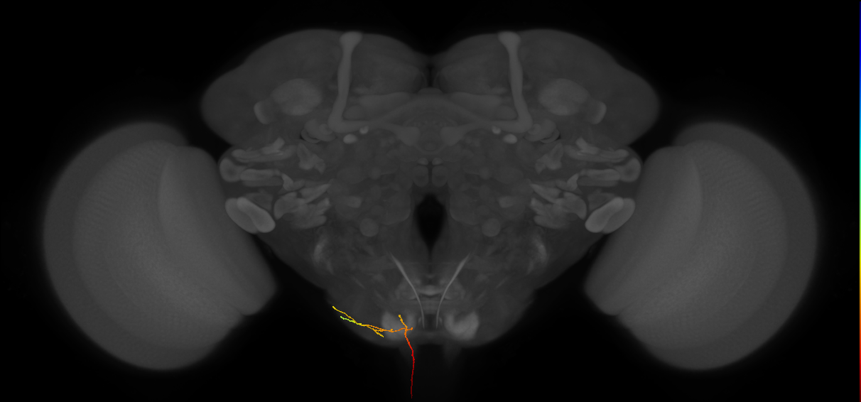 NB3-3 lineage primary neuron