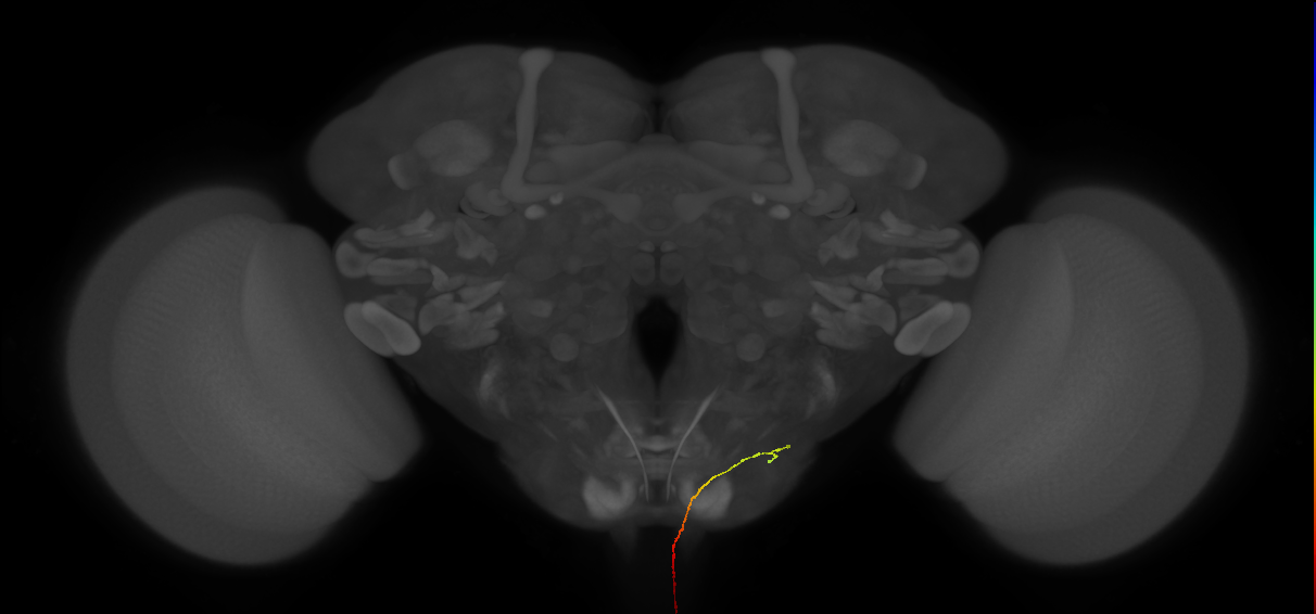 AN08B031_L (MaleCNS:114795)