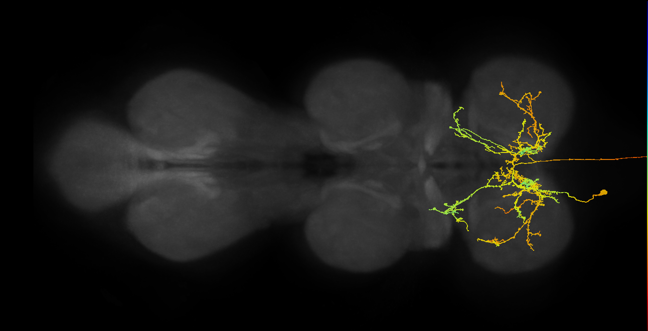 NB3-3 lineage neuron