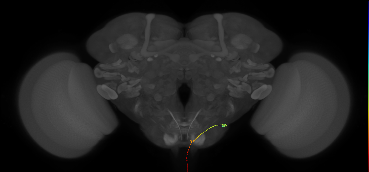 AN08B047_L (MaleCNS:126727)