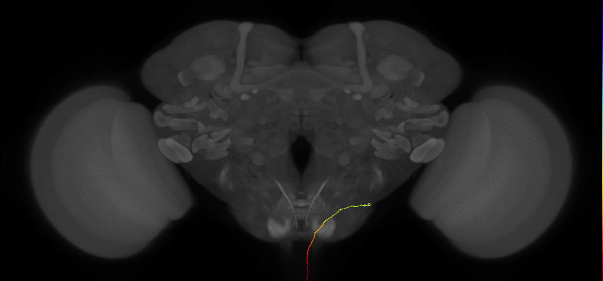 AN08B047_L (MaleCNS:167019)