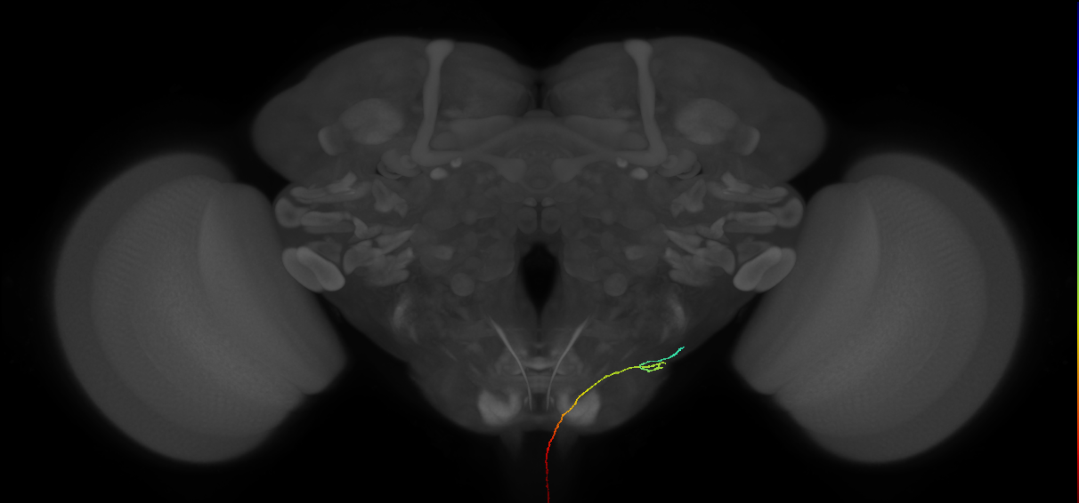 AN08B047_R (MaleCNS:117817)