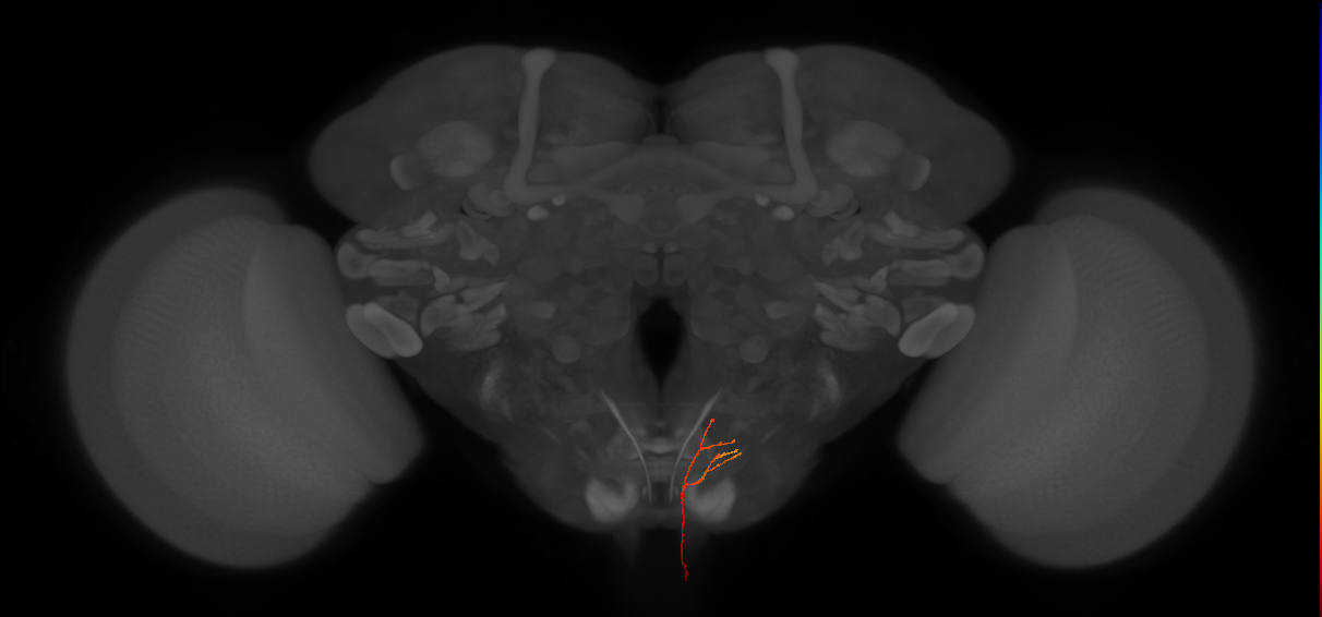 AN08B079_a_L (MaleCNS:133485)