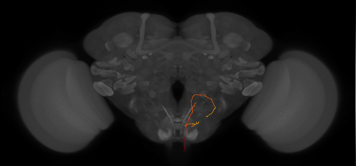 AN08B079_b_L (MaleCNS:124174)
