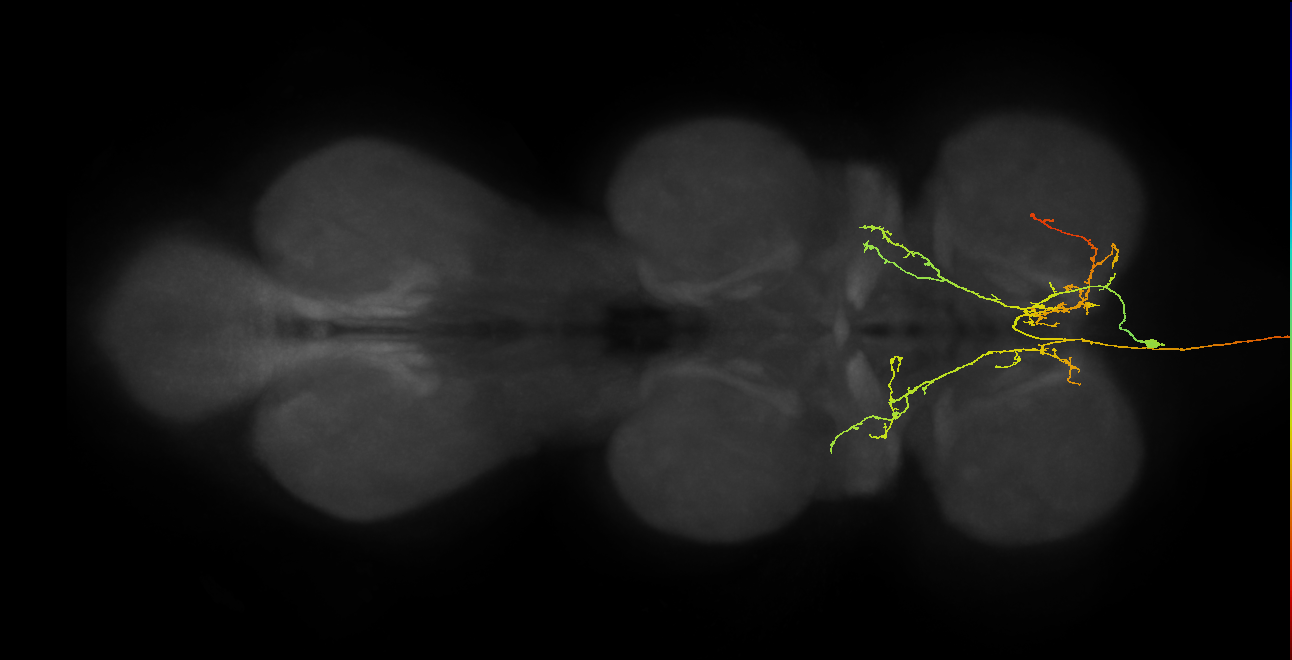 AN08B096_R (MaleCNS:152076)