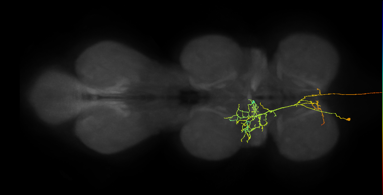 AN08B097_L (MaleCNS:143244)