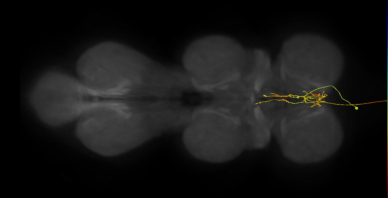 AN08B098_R (MaleCNS:162384)