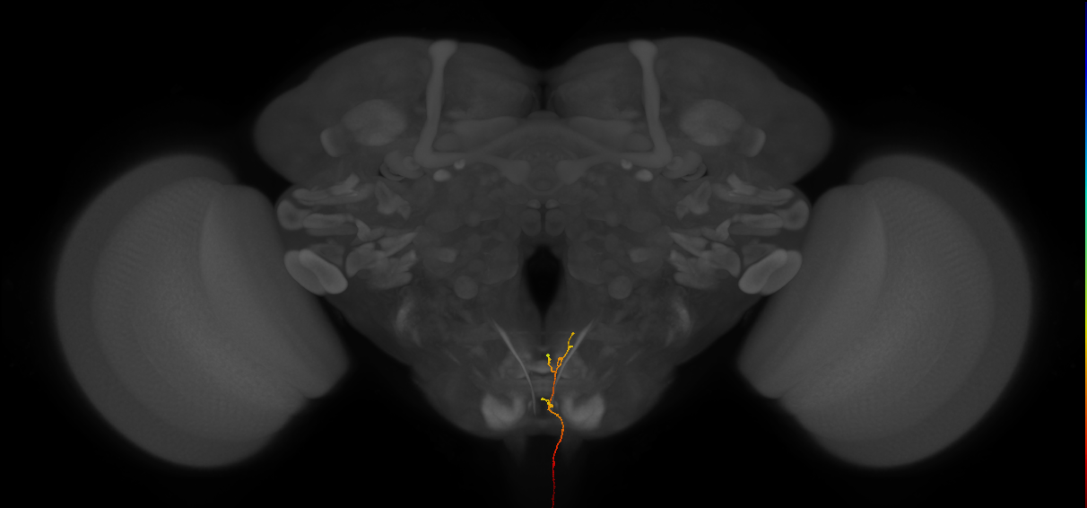 AN08B098_L (MaleCNS:162487)