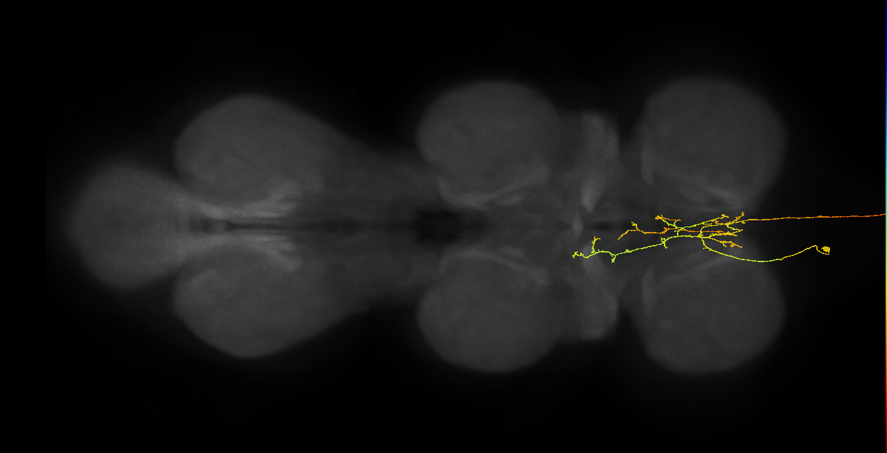 AN08B098_L (MaleCNS:162487)