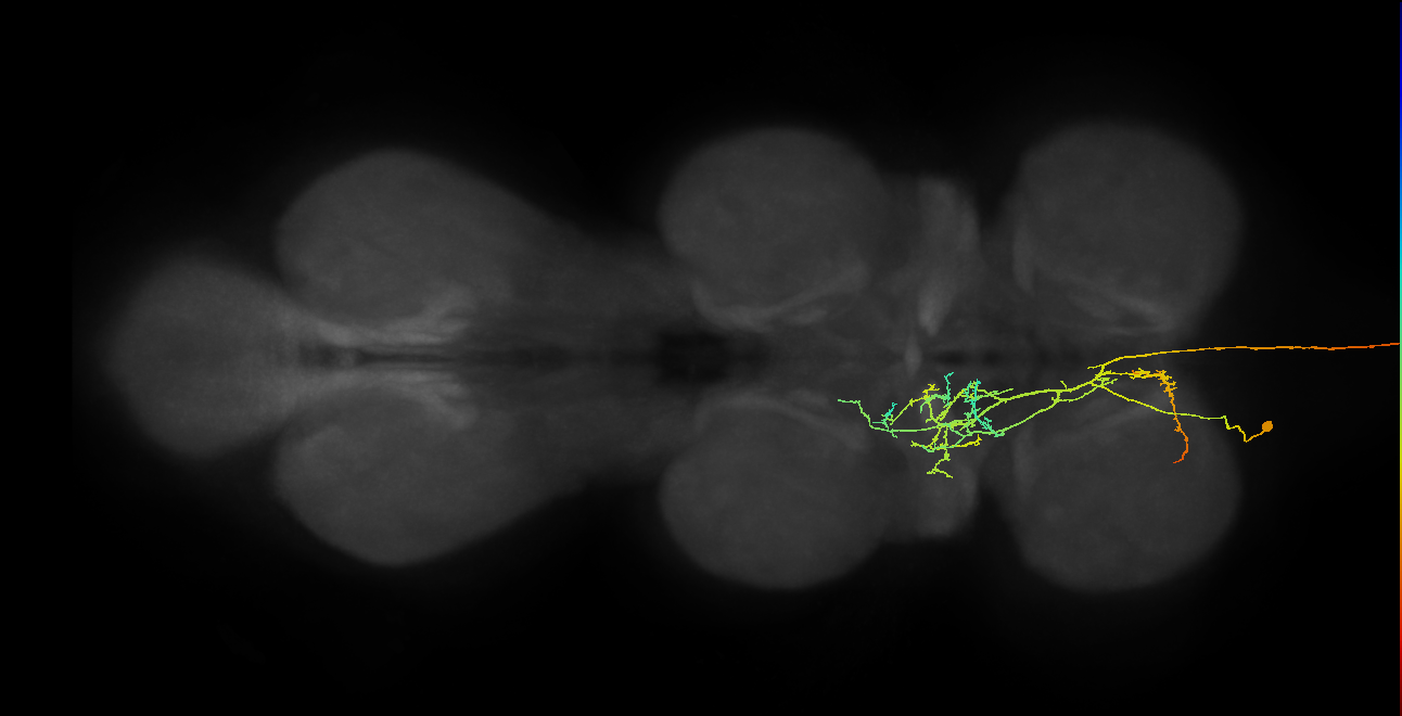 AN08B099_b_L (MaleCNS:72959)