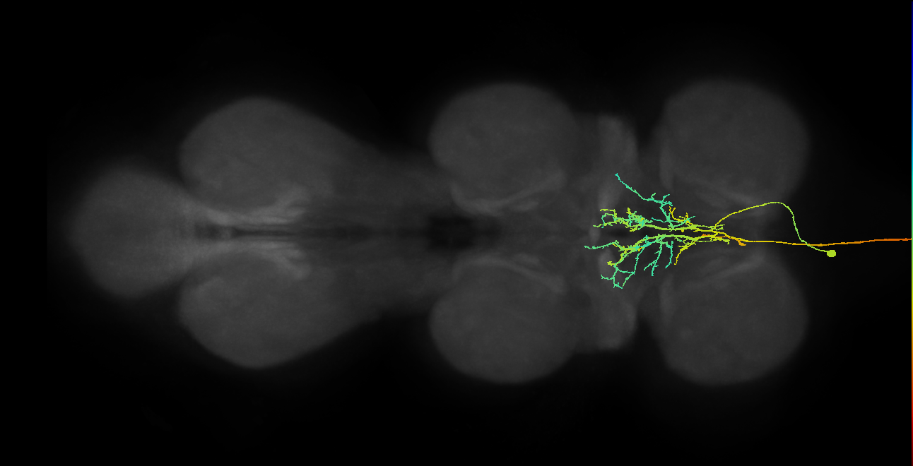 AN08B099_f_R (MaleCNS:35371)