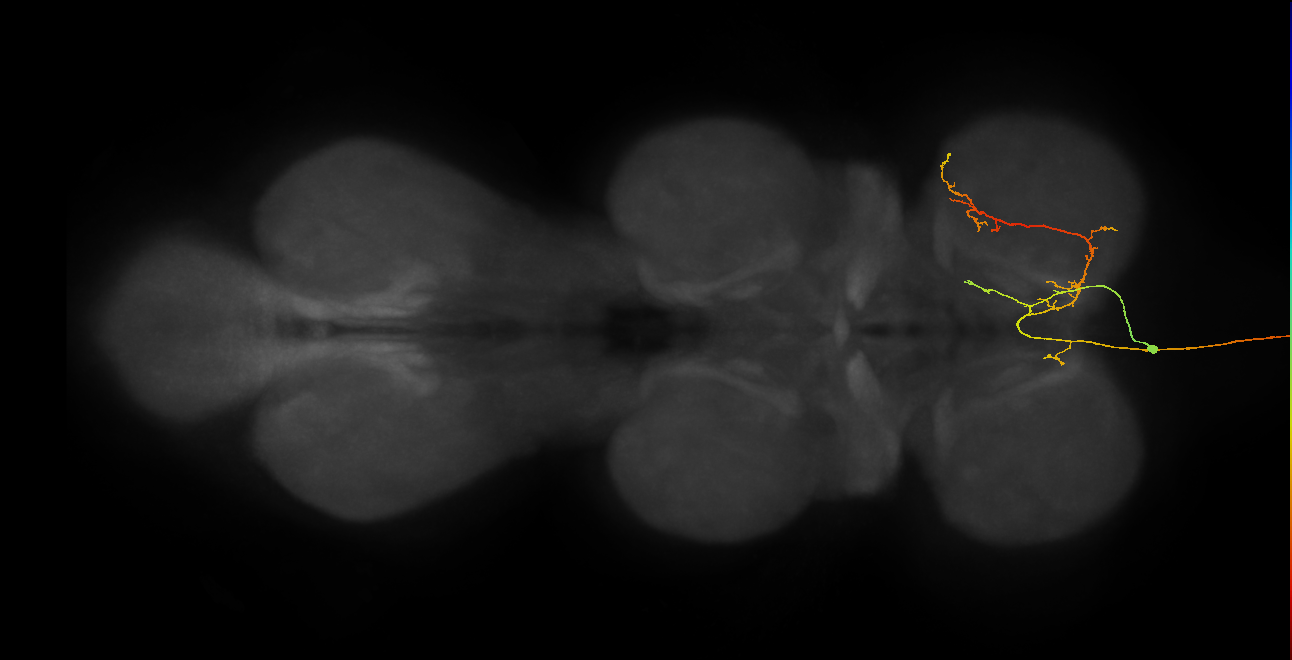 AN08B111_R (MaleCNS:75920)