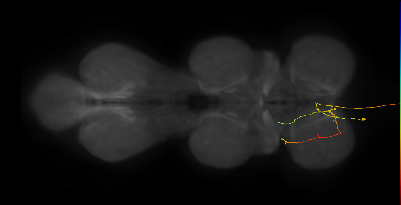 AN08B112_L (MaleCNS:166158)