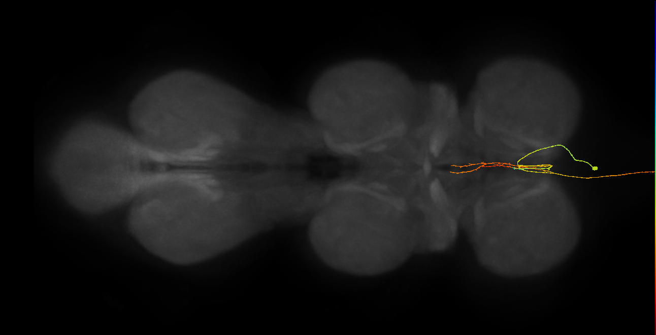 AN08B113_R (MaleCNS:166807)