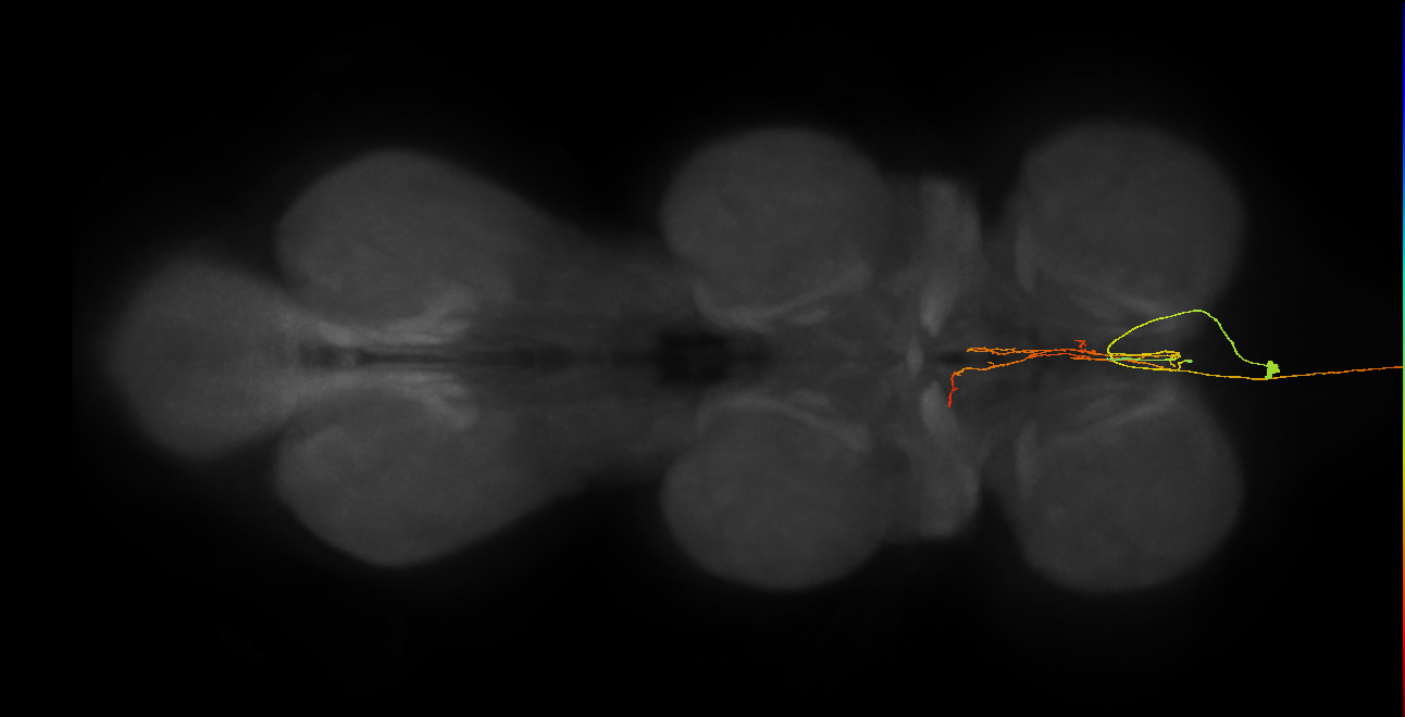 AN08B113_R (MaleCNS:284115)
