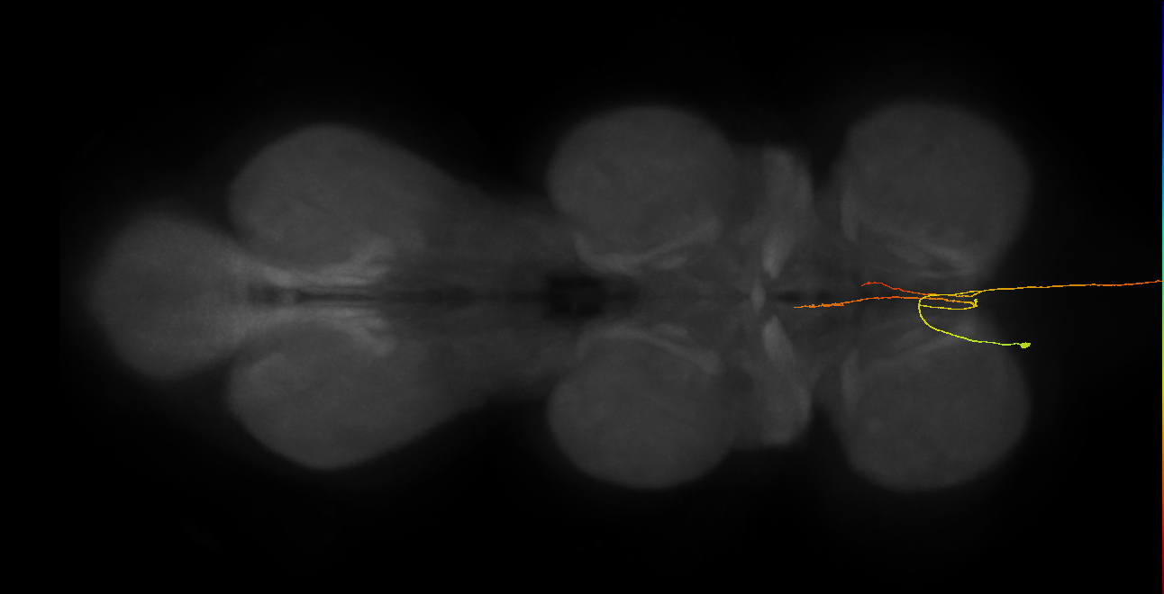 AN08B113_L (MaleCNS:420551)