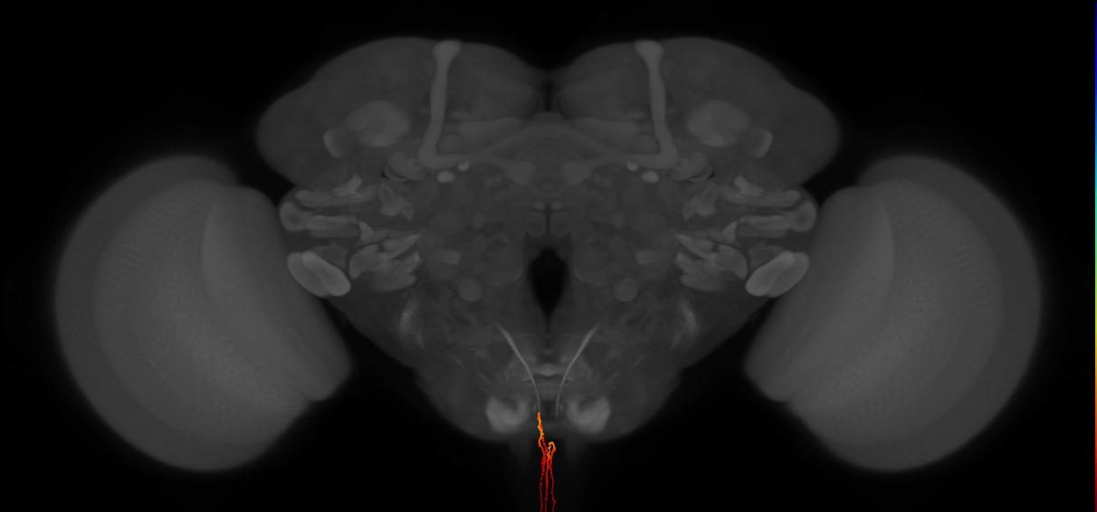 AN09A005_L (MaleCNS:574357)