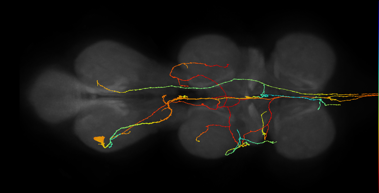 adult serotonergic T3 neuron