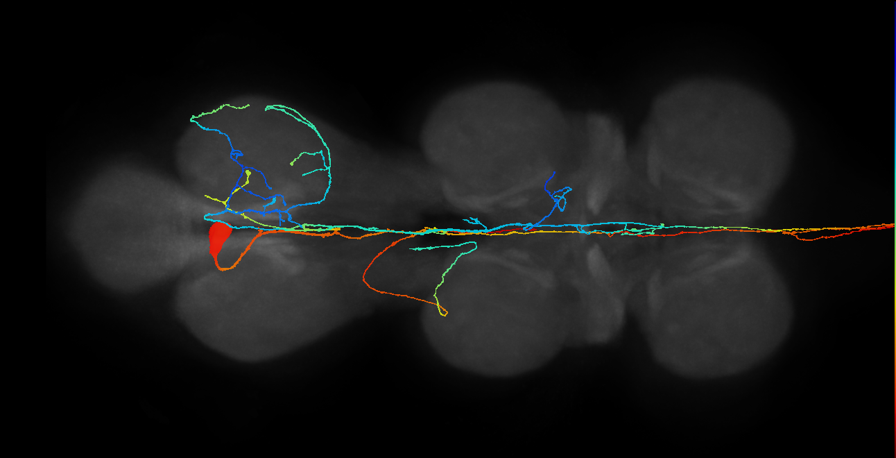 AN09A005_L (MaleCNS:70651)