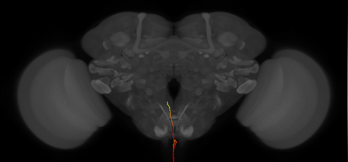 AN09A005_R (MaleCNS:235061)